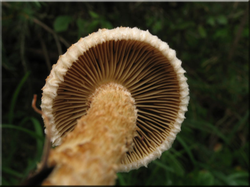 Kegeliger Risspilz - Inocybe rimosa 