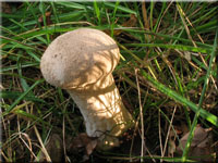 Beutel-Spaltporenstubling - Handkea excipuliformis