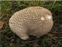 Hasenstäubling - Handkea utriformis