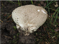 Hasenstäubling - Handkea utriformis