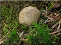 Schwrzender Tipi-Stubling - Lycoperdon nigrescens