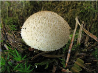 Schwärzender Tipi-Stäubling - Lycoperdon nigrescens 