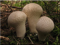 Flaschen-Stubling - Lycoperdon perlatum 