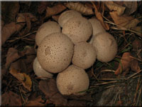 Flaschen-Stubling - Lycoperdon perlatum 