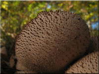 Flaschen-Stubling - Lycoperdon perlatum 