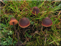 Gemeiner Gurkenschnitzling - Macrocystidia cucumis