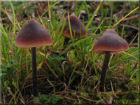 Gemeiner Gurkenschnitzling - Macrocystidia cucumis