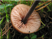 Gemeiner Gurkenschnitzling - Macrocystidia cucumis