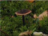 Gemeiner Gurkenschnitzling - Macrocystidia cucumis