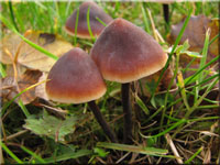 Gemeiner Gurkenschnitzling - Macrocystidia cucumis