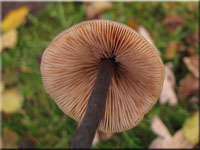 Gemeiner Gurkenschnitzling - Macrocystidia cucumis