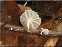 Weier Zwergschwindling - Marasmiellus candidus