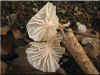 Weier Zwergschwindling - Marasmiellus candidus