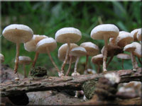 Ästchenschwindling - Marasmiellus ramealis