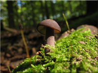 Langstieliger Knoblauchschwindling - Mycetinis alliaceus 