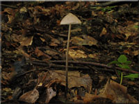 Langstieliger Knoblauchschwindling - Mycetinis alliaceus 