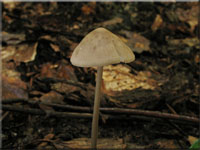 Langstieliger Knoblauchschwindling - Mycetinis alliaceus 