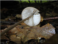 Langstieliger Knoblauchschwindling - Mycetinis alliaceus 