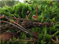 Rosshaar-Schwindling - Marasmius androsaceus