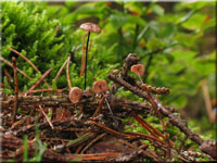 Rosshaar-Schwindling - Marasmius androsaceus