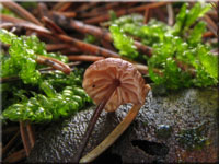 Rosshaar-Schwindling - Marasmius androsaceus