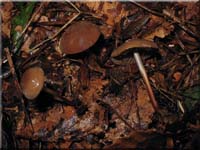 Hornstiel-Schwindling - Marasmius cohaerens