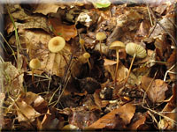 Hornstiel-Schwindling - Marasmius cohaerens