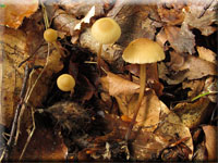 Hornstiel-Schwindling - Marasmius cohaerens