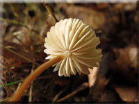 Hornstiel-Schwindling - Marasmius cohaerens
