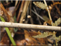 Schilf-Schwindling - Marasmius limosus