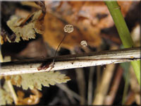 Schilf-Schwindling - Marasmius limosus