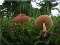 Nelken-Schwindling - Marasmius oreades