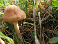 Marasmius oreades 