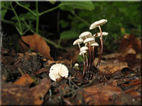 Halsband-Schwindling - Marasmius rotula 