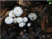 Halsband-Schwindling - Marasmius rotula 