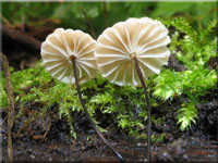 Halsband-Schwindling - Marasmius rotula 