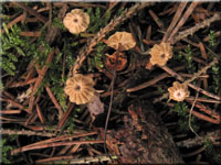 Nadelsteu-Ksepilzchen - Marasmius wettsteinii