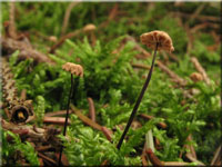 Nadelsteu-Ksepilzchen - Marasmius wettsteinii