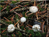 Käsepilzchen - Marasmius wettsteinii