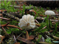 Nadelsteu-Ksepilzchen - Marasmius wettsteinii