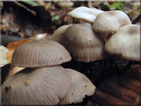 Violettlicher Schwindling - Marasmius wynnei