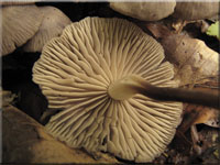 Violettlicher Schwindling - Marasmius wynnei