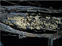 Gelbbrauner Haarschsselrasen - Merismodes anomalus