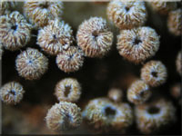 Gelbbrauner Haarschüsselrasen - Merismodes anomalus