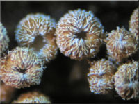 Gelbbrauner Haarschsselrasen - Merismodes anomalus
