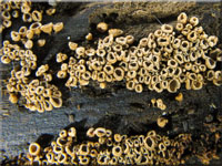 Gelbbrauner Haarschüsselrasen - Merismodes anomalus