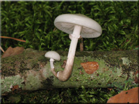 Beringter Schleimrbling - Oudemansiella mucida