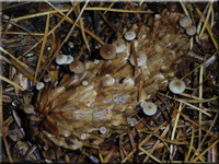 Strobilurus esculentus 