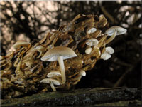 Strobilurus esculentus 
