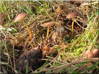 Bitterer Kiefern-Zapfenrbling - Strobilurus tenacellus